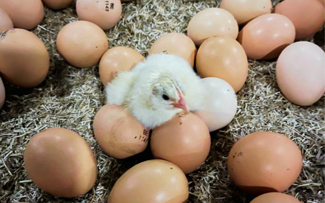 À Andenne, le couvoir L’Œuf d’Or teste une nouvelle technologie d’éclosion des poussins
